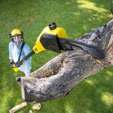 Best Stump Grinding and Removal  in Drumright, OK