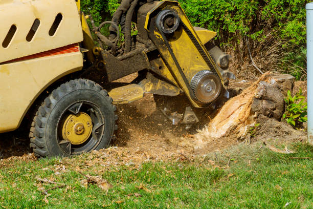 Best Root Management and Removal  in Drumright, OK