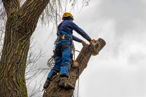 Best Seasonal Cleanup (Spring/Fall)  in Drumright, OK