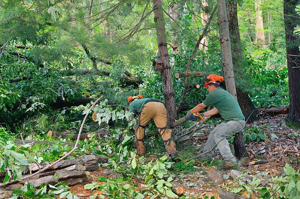 Best Lawn Renovation and Restoration  in Drumright, OK