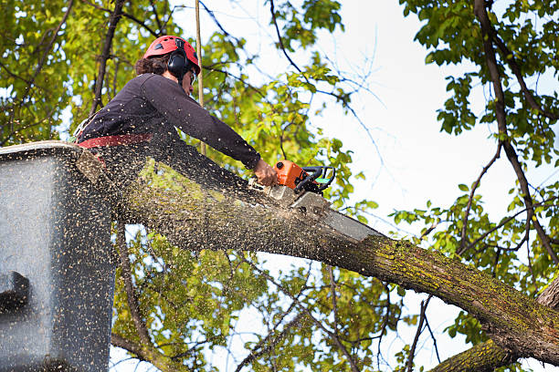  Drumright, OK Tree Care Services Pros