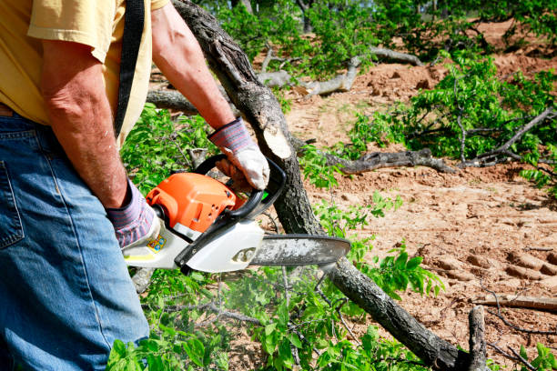 Best Tree Preservation Services  in Drumright, OK